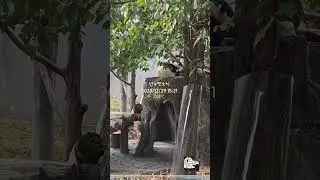 #푸바오소식 #푸바오 #선수핑기지 #1229