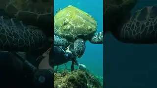 Sea Turtle Encounter in Fujairah | Diving at Reef Oasis Diving Center