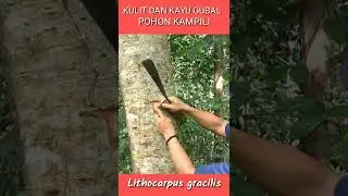 CIRI FISIK KULIT DAN BATANG POHON KAMPILI Lithocarpus gracilis
