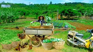 Harvest A Truckload Chinese Broccoli And Watercress After 40 Days Of Growing To Sell At The Market.