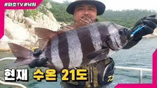★지금 현재 수온 21도★기온 30도!!머리가 벗겨지더라도 여서도 돌돔낚시♥rock bream Fishing(イシダイ)
