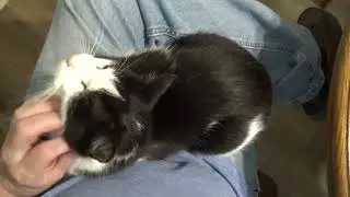 Precious the Lap Cat  (Short video)