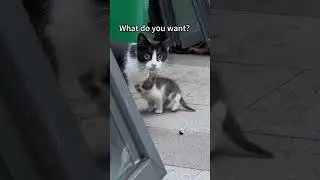 Great cat mom
