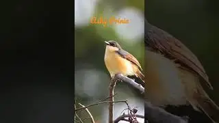 Ashy Prinia Calling