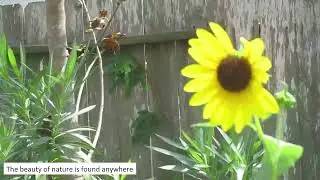 Every Flower Holds a Secret  | ASMR #outsideasmr #asmr 