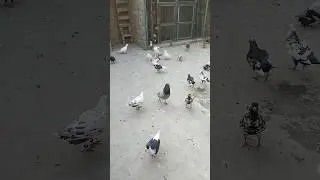 Racer Kabotar Ki Video #pigeonvideo #kabotarbazi #pigeontraining #shorts #birds #yt #love