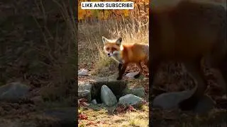 The Thirsty Fox and the Empty Well 🦊 | Motivational Story #Shorts #viralvideo #moralstory #animated
