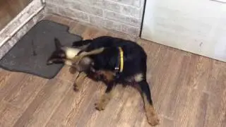 Jagdterrier and ferret