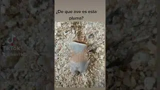 pluma #plumas #voladera #perdices #aviario #naturaleza #ornitologia #campo