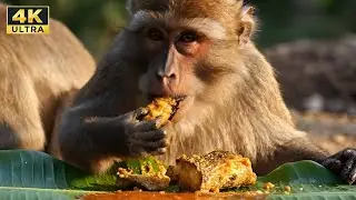Village Style Spicy Fish Curry | Monkey Cooking Food Outdoors