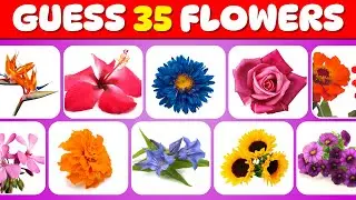 Only True Nature Lovers Can Guess All 35 Flowers 🌹🌻🌷 Quiz Doggie