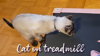 Training my cat to use the treadmill