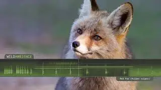 sons du renard
