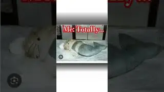 the hello kitty murder case #creepy #scary #truecrimehongkong  #truecrime #shorts