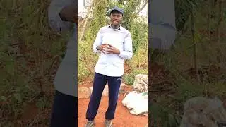 1 of the top secrets of harvesting large tubers of yams from sacs/bags#farming #shorts #gardening