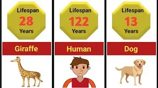How Long Animals Live: Lifespans of Animals