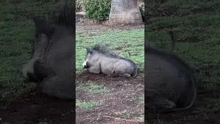 The real-life Pumbaa and Timon!! 😍🥰 #warthogs  #meerkat  #funnyanimals  #cuteanimals  #farmlife
