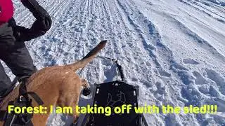 Forest on the run with the sled