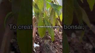 Mango Bonsai Tree Making 🌳 #plantstoriesbypoojaaparajita #bonsai #bonsaitree #plantpropagation