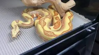 VPI Junglow (Boa Imperator)