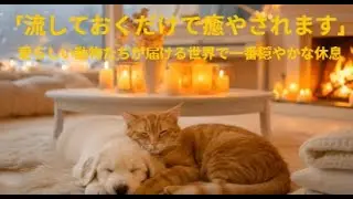 「流しておくだけで癒やされます」愛らしい動物たちが届ける世界で一番穏やかな休息#何も心配せずゆっくり休んでください #動物ヒーリング音楽 #犬の癒やし #流しておくだけで癒やされます #睡眠用BGM