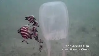 Box Jellyfish,  Hantu, Singapore:-  Wrongly Stated as 