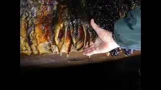 Cave of Microbial Wonders