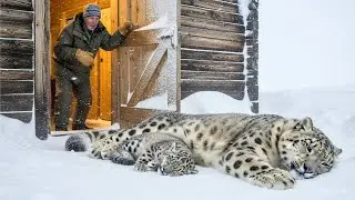 Snow Leopard Saves Her Cub: An Incredible Story of Survival and Trust!