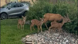 Molly the mule deer and her triplets