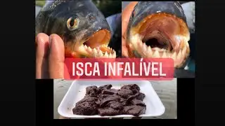 ISCA INFALÍVEL PARA PEGAR PIRANHA. Pescaria