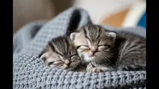 LIVE 🐾 Peaceful Sleep Stream | Cats & Piano