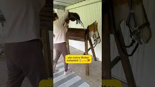 😂🐴 #hobbyhorse #pony #hh #holzpferd #woodenhorse #horseriding #hobbyhorsing #pferde #funny