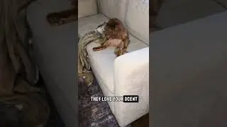 Мой кот каждое утро крал мое место 🛏️😼