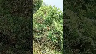 Wildlife Noise Insects communicate this sounds specially on Summer season.crickers,hornet,cicada