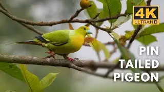Pin Tailed Pigeon | Rongtong | Birds & Animals | 4K UHD  #wildlifekaptured