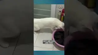 Why Are Cats Like This😹 #pets #cats #cat  #funny #funnyanimals #compilation #cute #funniestpetsever