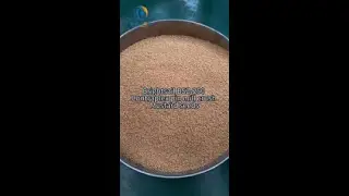 Brightsail BSZ-250 Contraplex pin mill  crush Mustard seed