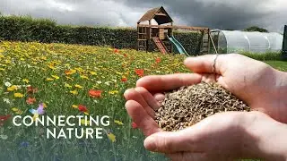 Irish Native Wildflower Seed