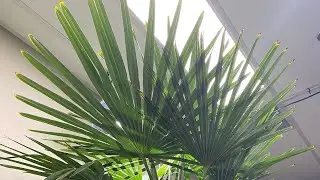 Prairie Palms #16 - Trachycarpus Fortunei &ldquo;Windmill palm&rdquo; indoor care guide