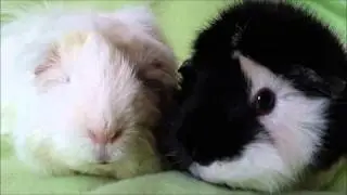 Cavy Diet: Cranberries