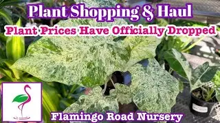 Plant Shopping || Unbelievable Prices || Rare Plants $11.99