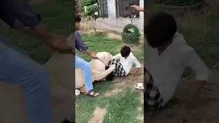 Lion attacks the lion trainer😨😱#lion #attack #lionhub #shorts