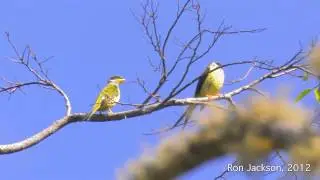 Swallow-Tailed Cotingas  (