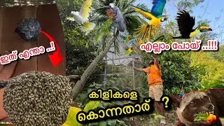 ലക്ഷങ്ങളുടെ Aviary-ക്കു എന്താണ് സംഭവിച്ചത്..!! What Happened To Our Backyard Aviary and Birds