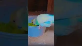 Baggies bird ko soft food Mein green food Diya like👍😇