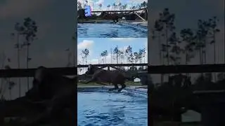 🐾💦 Lab puppy jumps.. #puppy #labrador #cute #poolday #cutepuppylovers