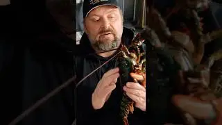 Tony puts a lobster to sleep #lobster #gotosleep #lobsterboil #yummyfood #foryoupage