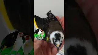 Carduelis Carduelis Parva black piebald 🖤🤍🖤 #cardellino #Carduelis #حسون #goldfinch #parva #jilguero