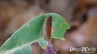 Skipper butterfly species (Hesperioidea - Hesperiidae)