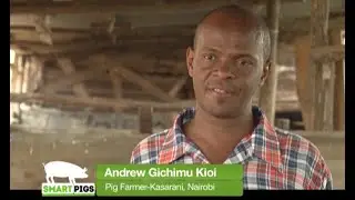 Pig farming success story and tips - Kasarani Urban farmer Part 1